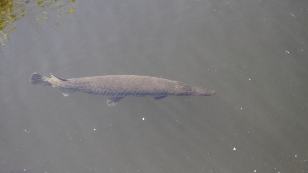 02 - Everglade NP (53).jpg